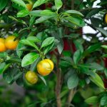 Caring for calamondin at home