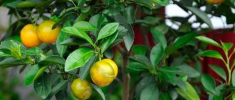 Caring for calamondin at home