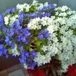 caring for campanula at home