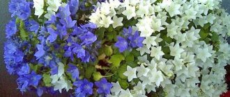 caring for campanula at home