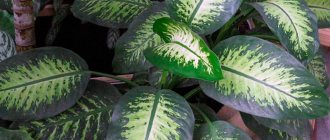 Caring for the leaves of home flowers