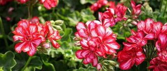 caring for pelargonium peltatum