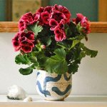 Royal pelargonium can become a window sill decoration