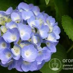 In the botanical classification, the genus Hydrangea (Hydrangea L.) of the Hydrangeaceae family includes about 80 species