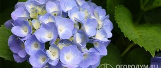 В ботанической классификации к роду Гортензия (Hydrangea L.) семейства Гортензиевые (Гидрангиевые) относят около 80 видов