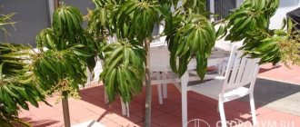 In the southern regions, heat-loving trees are often used in the summer as spectacular natural design elements of open terraces, loggias, and patios.