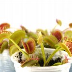 Venus flytrap