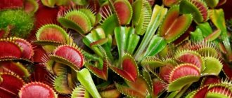 Venus flytrap photo