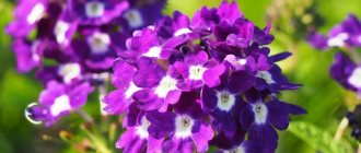 Verbena