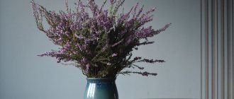 Heather in a vase