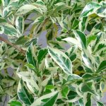 Variegated ficus branches