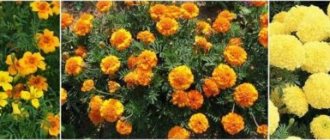 Types of marigolds