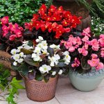 Types of indoor begonia - detailed description of the most popular types with photographs