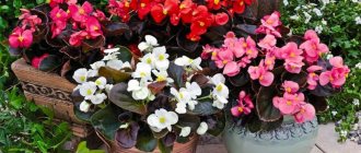 Types of indoor begonia - detailed description of the most popular types with photographs