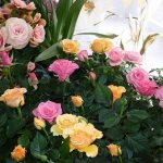 Types and varieties of indoor roses