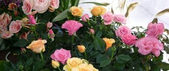 Types and varieties of indoor roses