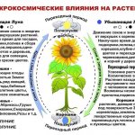 Влияние Луны на растения