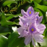 Water hyacinth