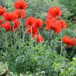 Oriental poppies: planting and caring for the plant in the garden