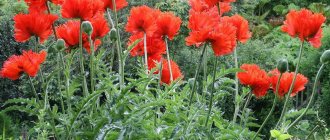 Oriental poppies: planting and caring for the plant in the garden