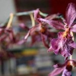 An orchid withers - what to do