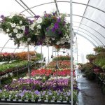 Growing flowers in a greenhouse