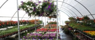 Growing flowers in a greenhouse