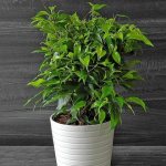 growing ficus benjamina