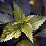 Growing nettles: planting and care