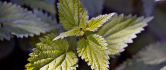 Growing nettles: planting and care