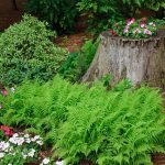 Growing ferns in the garden