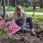 Growing lilacs in a pot