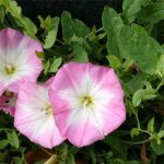 field bindweed photo