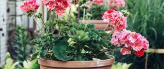 Bright curly geranium