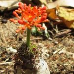 Jatropha gouty