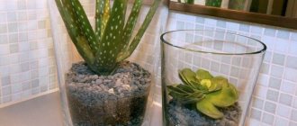 yH5BAEAAAAALAAAAAABAAEAAAIBRAA7 - Is it possible to grow something other than mold in the bathroom. 10 Best Plants for the Bathroom 