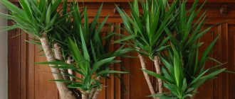 Yucca Elefantis - proper care at home