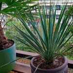 yucca care at home