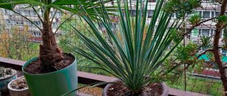 yucca care at home