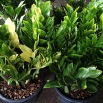 zamioculcas