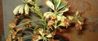 Dried leaves on a plant