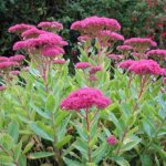 Hare cabbage - what it is, what it looks like, main types, rules for planting and care