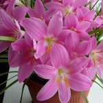 Zephyranthes