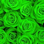 green roses