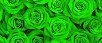 green roses