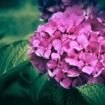 Land for hydrangea