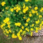 yellow cinquefoil