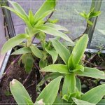 golden mustache growing in a greenhouse