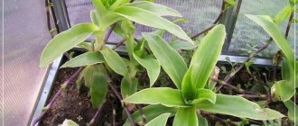 golden mustache growing in a greenhouse